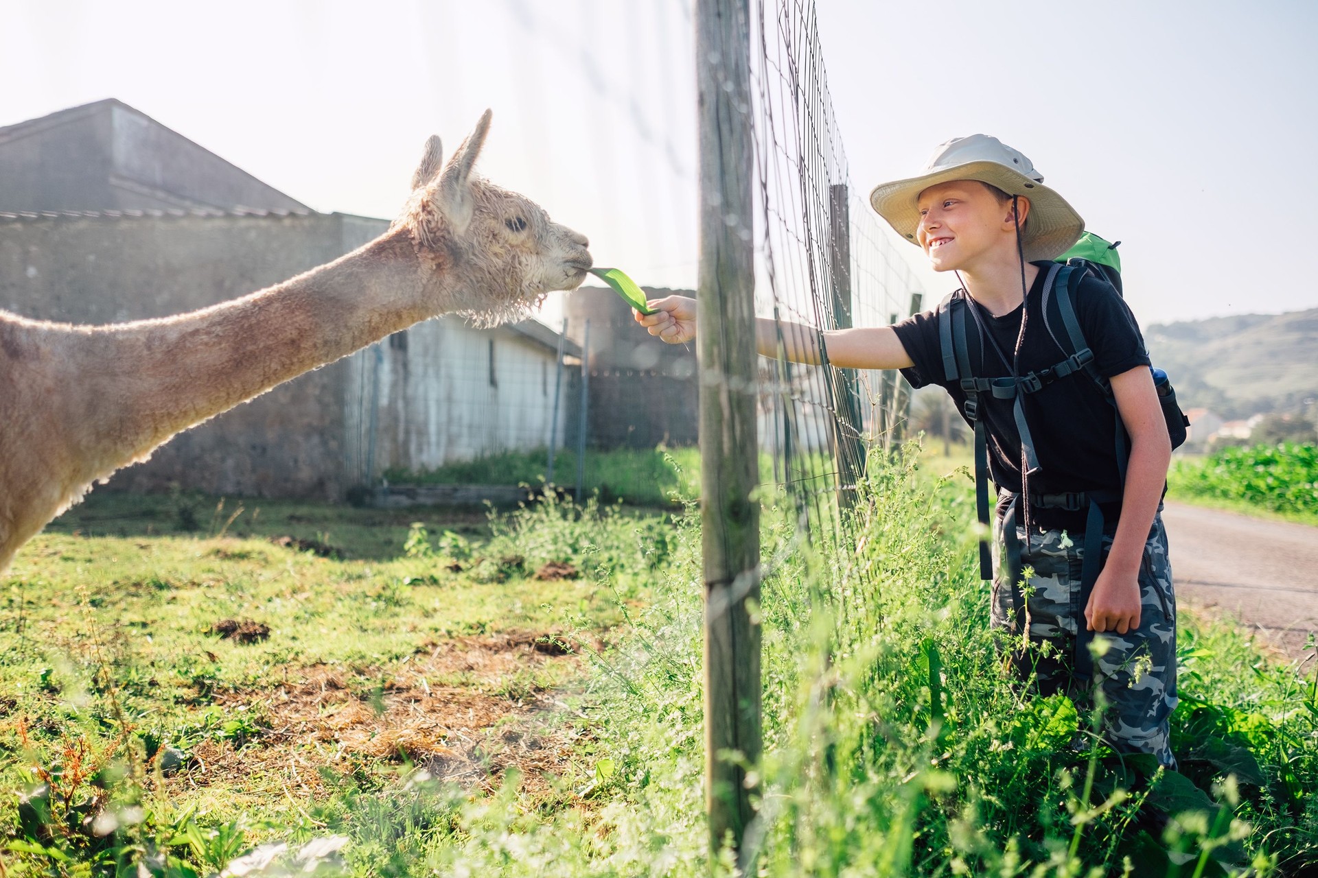 Boy traveler feeds a llama on llama farm